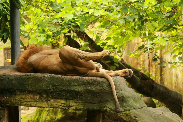 Mężczyzna lew śpiący na dużej skale. Portret Króla Lwa, leżącego na plecach w głazie w porannym słońcu, wyciągającego łapy w powietrzu i cieszącego się ciepłem — Zdjęcie stockowe