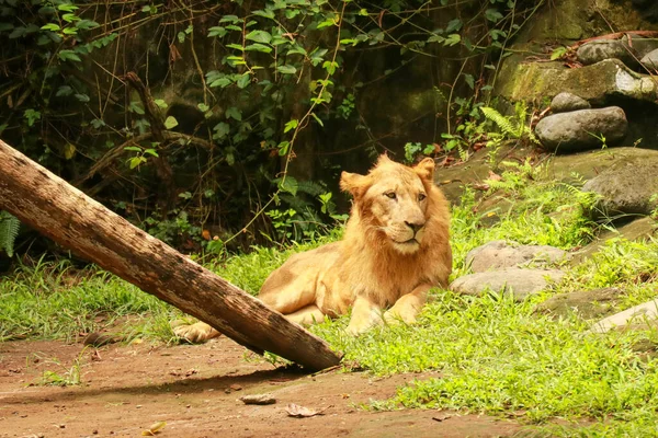 Gros lion mâle allongé sur l'herbe. Lion puissant reposant au coucher du soleil. Le pouvoir de la nature — Photo