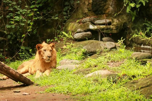 Un gran león macho tirado en la hierba. Poderoso León descansando al atardecer. El poder de la naturaleza —  Fotos de Stock