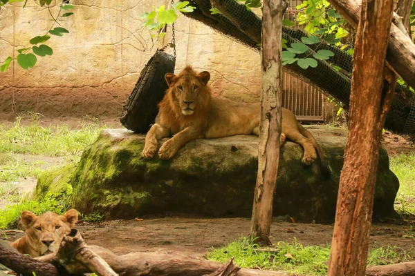 Pár dospělých lvů v zoologické zahradě. Lvi samčí a samičí — Stock fotografie