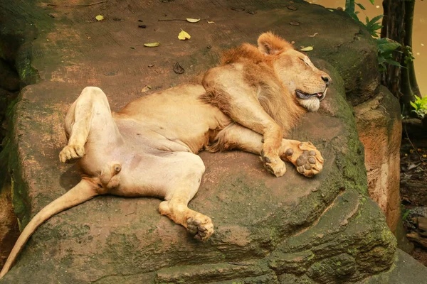 Vista superior de um leão asiático deitado sobre uma rocha e descansando. Magnífico leão de costas com as pernas no ar. Um leão macho dorme em uma pedra com uma boa vista de suas bolas em um zoológico, Bali, Indonésia — Fotografia de Stock
