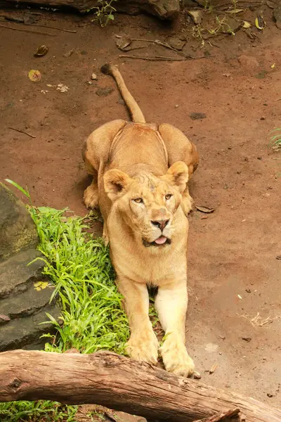 Joven leona acostada a la sombra para descansar después de alimentarse — Foto de Stock