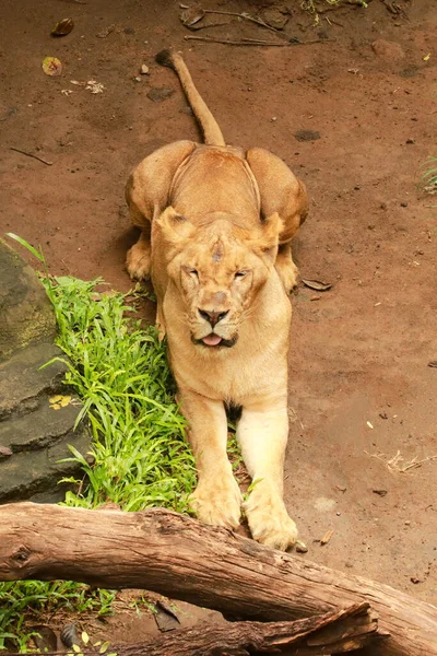 Joven leona acostada a la sombra para descansar después de alimentarse — Foto de Stock