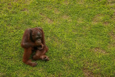 Yetişkin erkek Orangutan çimlerin üzerinde oturuyor. Metnin için alanı kopyala. Şirin orangutan ya da pongo pigmaeus, Borneo ve Sumatra adalarında bulunan tek Asya harikasıdır.