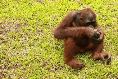 Yetişkin erkek Orangutan çimlerin üzerinde oturuyor. Metnin için alanı kopyala. Şirin orangutan ya da pongo pigmaeus, Borneo ve Sumatra adalarında bulunan tek Asya harikasıdır.