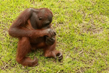 Yetişkin erkek Orangutan çimlerin üzerinde oturuyor. Metnin için alanı kopyala. Şirin orangutan ya da pongo pigmaeus, Borneo ve Sumatra adalarında bulunan tek Asya harikasıdır.