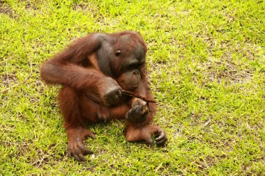 Yetişkin erkek Orangutan çimlerin üzerinde oturuyor. Metnin için alanı kopyala. Şirin orangutan ya da pongo pigmaeus, Borneo ve Sumatra adalarında bulunan tek Asya harikasıdır.