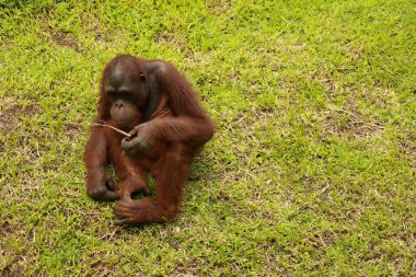 Yetişkin erkek Orangutan çimlerin üzerinde oturuyor. Metnin için alanı kopyala. Şirin orangutan ya da pongo pigmaeus, Borneo ve Sumatra adalarında bulunan tek Asya harikasıdır.