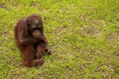 Yetişkin erkek Orangutan çimlerin üzerinde oturuyor. Metnin için alanı kopyala. Şirin orangutan ya da pongo pigmaeus, Borneo ve Sumatra adalarında bulunan tek Asya harikasıdır.