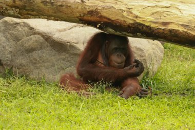 Yetişkin orangutan Rongo çim ve ağaç dallarının altında oturuyor. Bali Hayvanat Bahçesi, Endonezya
