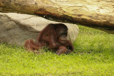 Yetişkin orangutan Rongo çim ve ağaç dallarının altında oturuyor. Bali Hayvanat Bahçesi, Endonezya