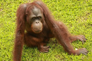 Erkek orangutan çimlerin üzerinde oturuyor ve etrafa bakıyor.