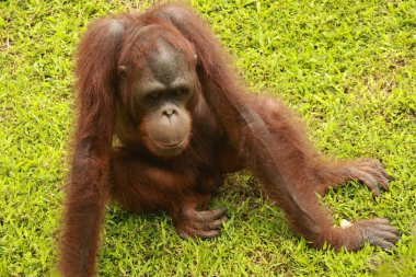 Erkek orangutan çimlerin üzerinde oturuyor ve etrafa bakıyor.