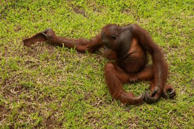 Orangutan çimlerin üzerinde oturuyor ve bir ağacın kabuğunu tutuyor. Genç bir orangutan bir tahta parçasıyla oynuyor.