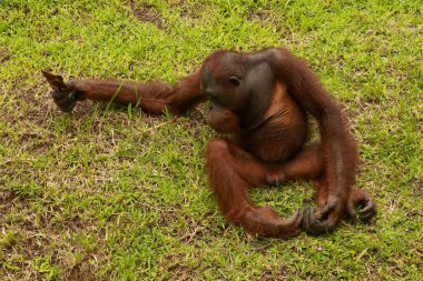 Orangutan çimlerin üzerinde oturuyor ve bir ağacın kabuğunu tutuyor. Genç bir orangutan bir tahta parçasıyla oynuyor.
