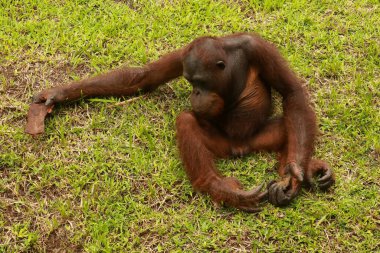 Orangutan çimlerin üzerinde oturuyor ve bir ağacın kabuğunu tutuyor. Genç bir orangutan bir tahta parçasıyla oynuyor.