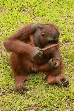 Orangutan çimlerin üzerinde oturuyor ve bir ağacın kabuğunu tutuyor. Genç bir orangutan bir tahta parçasıyla oynuyor.