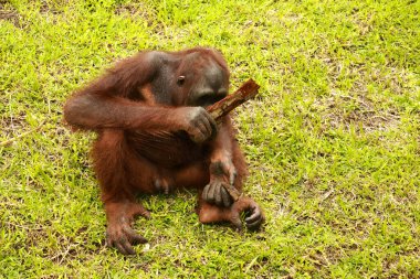 Orangutan çimlerin üzerinde oturuyor ve bir ağacın kabuğunu tutuyor. Genç bir orangutan bir tahta parçasıyla oynuyor.