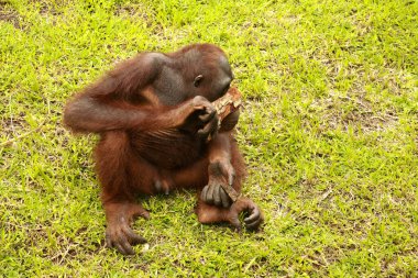 Orangutan çimlerin üzerinde oturuyor ve bir ağacın kabuğunu tutuyor. Genç bir orangutan bir tahta parçasıyla oynuyor.