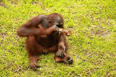 Orangutan çimlerin üzerinde oturuyor ve bir ağacın kabuğunu tutuyor. Genç bir orangutan bir tahta parçasıyla oynuyor.