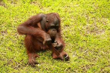 Orangutan çimlerin üzerinde oturuyor ve bir ağacın kabuğunu tutuyor. Genç bir orangutan bir tahta parçasıyla oynuyor.