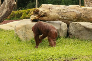 Orangutan, çimenlerde yürüyen baskın erkek. Erkek orangutan bitki örtüsü arasında yerde yürüyor. Orangutan çimenlerde, taşlarda ve kayalarda yürüyor