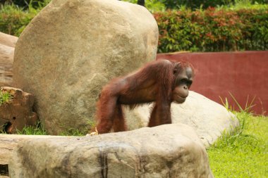 Orangutan, çimenlerde yürüyen baskın erkek. Erkek orangutan bitki örtüsü arasında yerde yürüyor. Orangutan çimenlerde, taşlarda ve kayalarda yürüyor