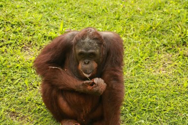 Bir orangutan çimenlerde oturuyor ve ağzında bir tutam çimen tutuyor.