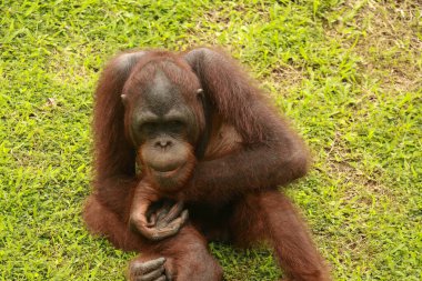 Orangutan çimlerin üzerinde dinleniyor. Orangutanlar hayvanat bahçesindeki kendi ahırlarında yeşil çimlerde oturuyorlar.