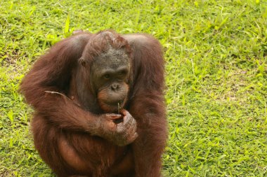 orangutan rahat oturuyor. Kaynaklanmış bir orangutanın komik ifadesi.