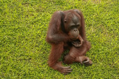 orangutan rahat oturuyor. Kaynaklanmış bir orangutanın komik ifadesi.