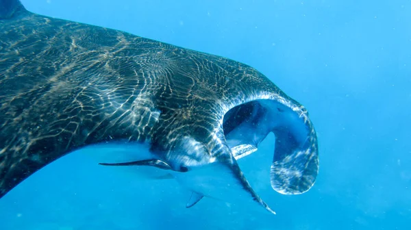 Tiro subaquático de Giant Manta Ray. Os raios solares são refletidos a partir da pele de Mobula birostris. Vista de perto para abrir a boca de um gigante Manta alfredi. Reef Manta Rays, Nusa Penida, Bali, Indonésia — Fotografia de Stock