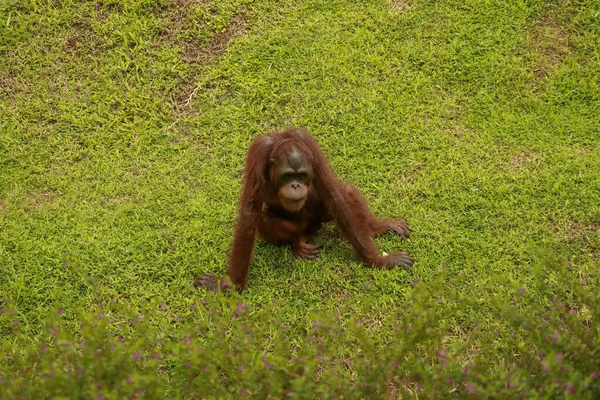 Hombre orangután sentado en la hierba y mirando a su alrededor — Foto de Stock