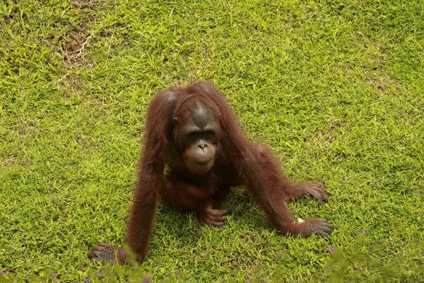 Erkek orangutan çimlerin üzerinde oturuyor ve etrafa bakıyor.