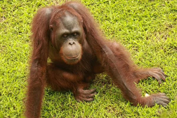 Erkek orangutan çimlerin üzerinde oturuyor ve etrafa bakıyor.