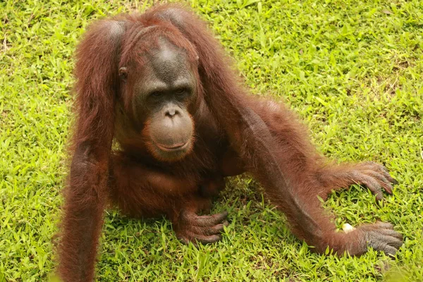 Erkek orangutan çimlerin üzerinde oturuyor ve etrafa bakıyor.