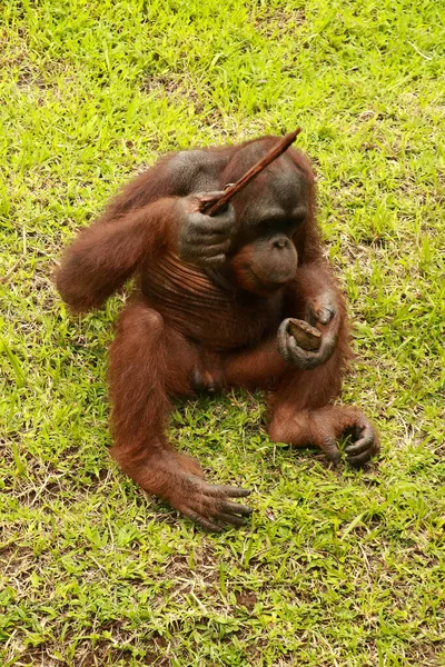 Orangutan çimlerin üzerinde oturuyor ve bir ağacın kabuğunu tutuyor. Genç bir orangutan bir tahta parçasıyla oynuyor.