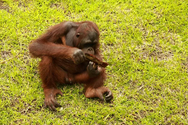 Orangutan siedzi na trawie i trzyma korę drzewa. Młody orangutan bawiący się kawałkiem drewna — Zdjęcie stockowe