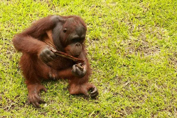 Orangutan çimlerin üzerinde oturuyor ve bir ağacın kabuğunu tutuyor. Genç bir orangutan bir tahta parçasıyla oynuyor.