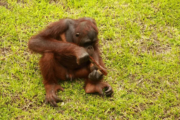 Orangutan çimlerin üzerinde oturuyor ve bir ağacın kabuğunu tutuyor. Genç bir orangutan bir tahta parçasıyla oynuyor.