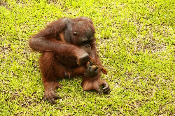Orangutan çimlerin üzerinde oturuyor ve bir ağacın kabuğunu tutuyor. Genç bir orangutan bir tahta parçasıyla oynuyor.