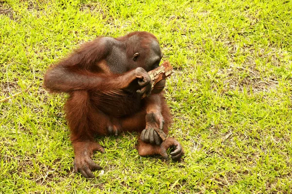 Orangutan çimlerin üzerinde oturuyor ve bir ağacın kabuğunu tutuyor. Genç bir orangutan bir tahta parçasıyla oynuyor.