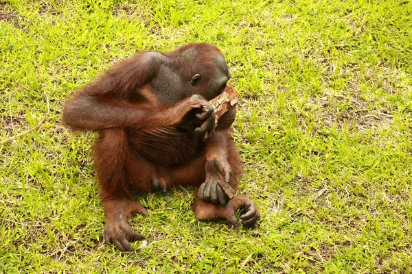 Orangutan siedzi na trawie i trzyma korę drzewa. Młody orangutan bawiący się kawałkiem drewna — Zdjęcie stockowe