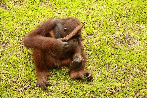 Orangutan çimlerin üzerinde oturuyor ve bir ağacın kabuğunu tutuyor. Genç bir orangutan bir tahta parçasıyla oynuyor.