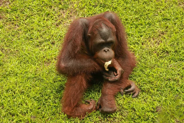 Orangutan sarı yaprağı ağzında tutar.