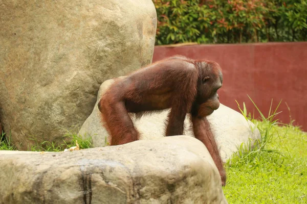 Orangutan, dominantní samec procházející se po trávníku. Muž orangutan procházející se po zemi mezi vegetací. Orangutan chůzi po trávě, kameny a balvan na pozadí — Stock fotografie