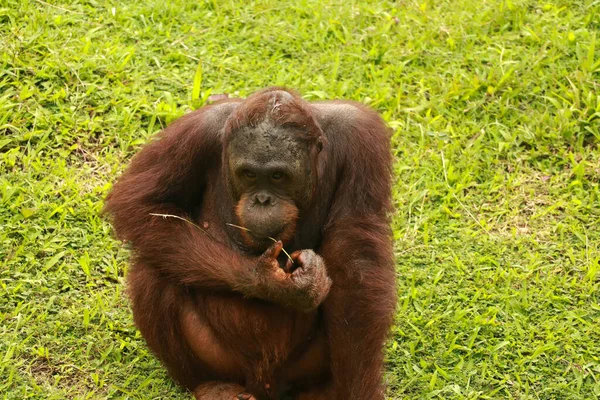 Орангутанг, сидящий на газоне и держащий травинку во рту — стоковое фото