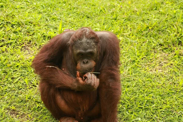 Orangutan siedzący na trawniku i trzymający źdźbło trawy w ustach — Zdjęcie stockowe