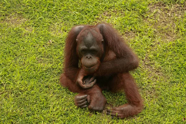 Орангутанг отдыхает на газоне. Орангутанги сидят на зеленой лужайке в своем собственном хлеву в зоопарке — стоковое фото