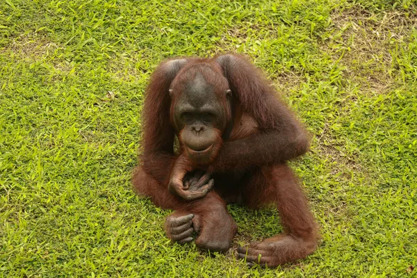 Orangutan çimlerin üzerinde dinleniyor. Orangutanlar hayvanat bahçesindeki kendi ahırlarında yeşil çimlerde oturuyorlar.